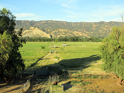 Pasture 42, a sustainable family farm in the Capay Valley