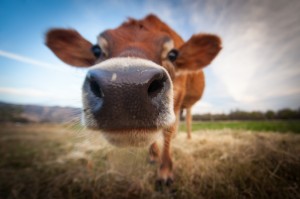 Curious Jersey Cow