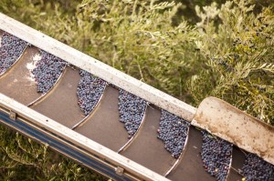 Olives on trees and conveyor during harvest