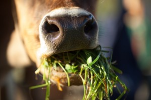 Grass-fed Beef and Dairy, cow eating grass