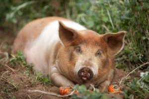 Pasture pig with grass, dirt and persimmons