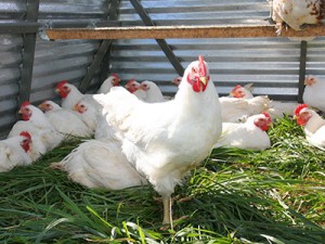pastured organic chickens